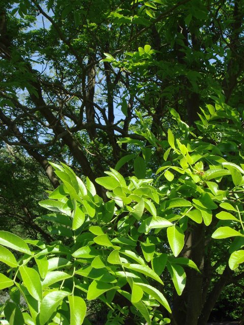 Sophora sp